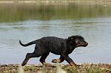 BEAUCERON - PUPPIES 209